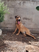SHAGGY Imagen 2